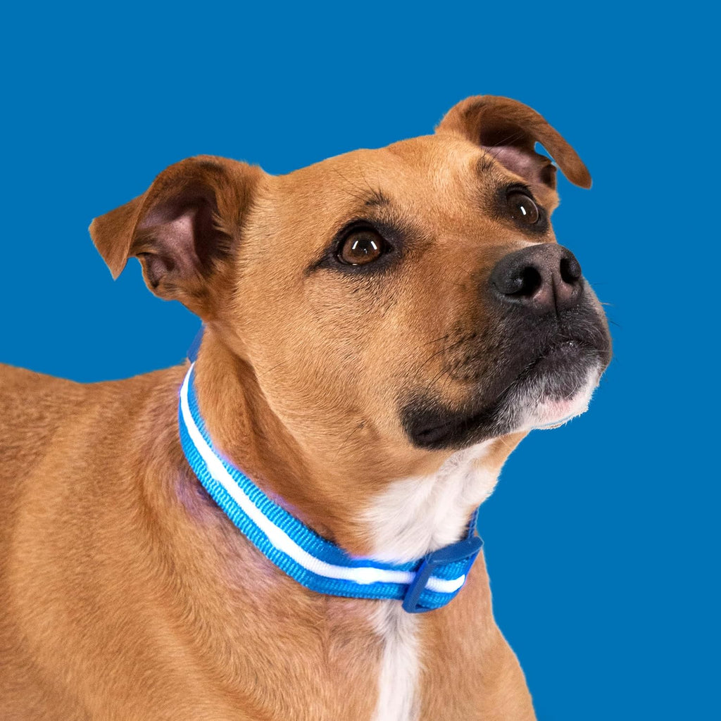 The NightGlow™ Ultra-Visibility LED Rechargeable Collar Rechargeable