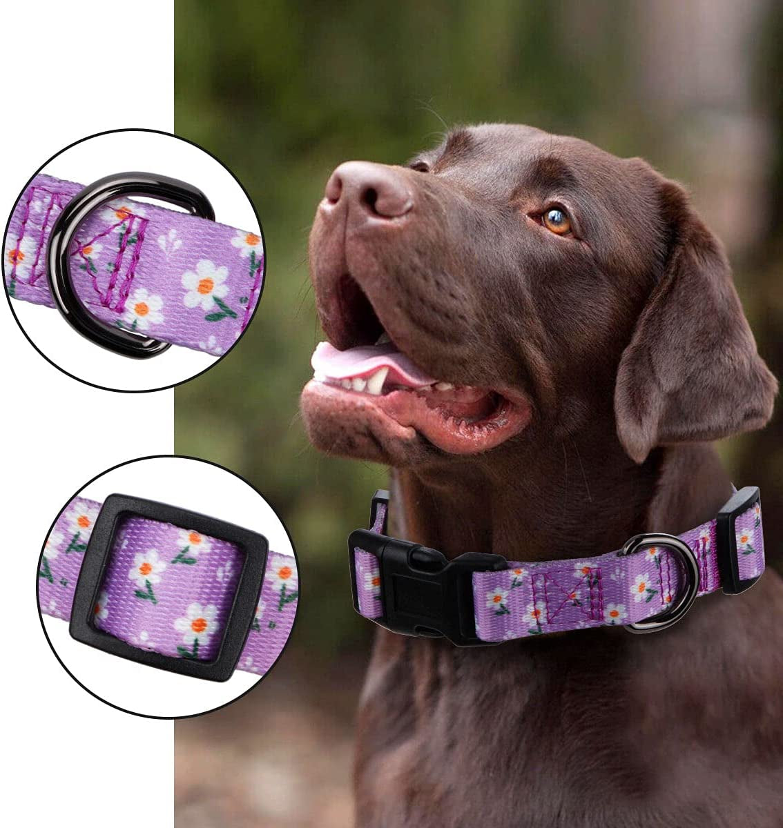 BlossomPaws™ Adjustable Violet Dog Collar