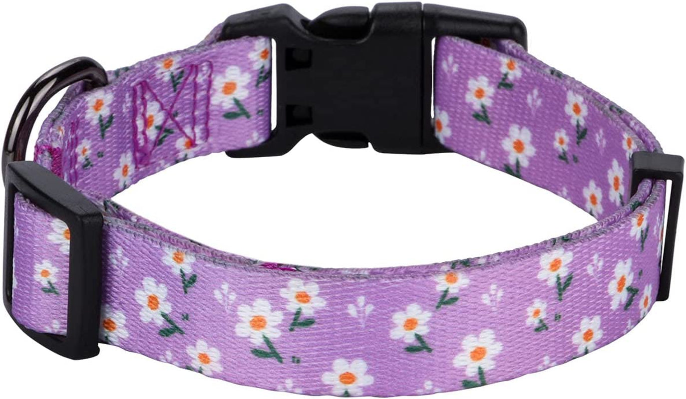BlossomPaws™ Adjustable Violet Dog Collar